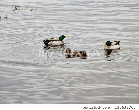 Duck Trio Tranquility, Peaceful Ducks Drift Calmly, Gentle Mallard Group Moves Serenely Across Water 136638703