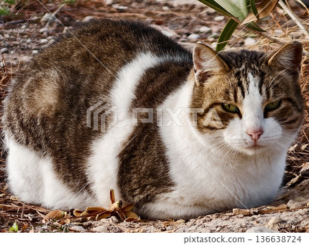 Roundbodied Tabby Sitting Peacefully On Garden Leaves With Soft Sunlight Illuminating Its Coat 136638724