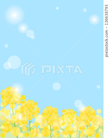 背景插圖，融合了藍天、陽光和油菜花田。寬高比 1:1 版本 136638793