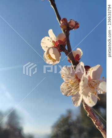 Plum blossoms bathed in the morning sun Plum blossoms bathed in the morning sun 136638794