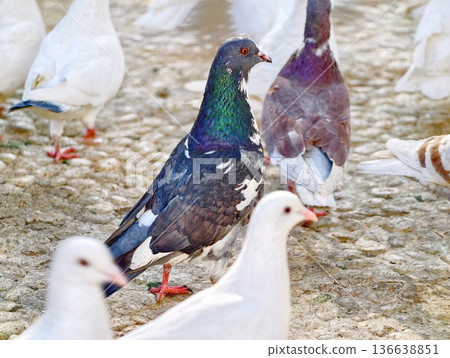 Closeup Of City Birds With Contrasting Colors, Black Pigeon Among White Doves On Gritty City Pavement Closeup Of City Birds With Contrasting Colors, Black Pigeon Among White Doves On Gritty City Pavement 136638851
