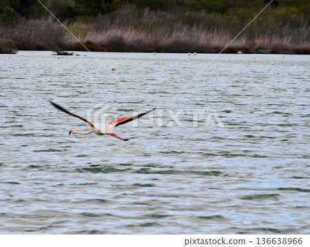 Solitary Flamingo With Outstretched Wings Crosses Serene Water Amidst Distant Reedbeds And Muted Sky 136638966