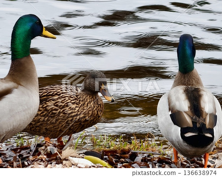 Pair Of Mallard Ducks At Peaceful Lakeside, Two Mallard Birds Stand Peacefully On Lakeshore With Ripples 136638974