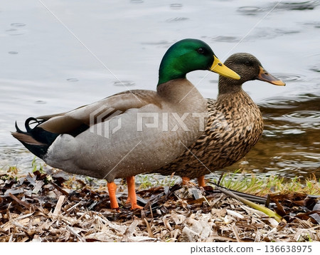 Mallard With Vibrant Green Head, Photograph Captures Mallard And Its Mate In Serene Pondside Environment Mallard With Vibrant Green Head, Photograph Captures Mallard And Its Mate In Serene Pondside Environment 136638975