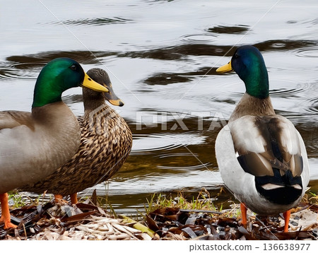 Mallards Mirror Water, Reflected Images Of Mallards Create Peaceful Scenes On Calm Water Surfaces 136638977