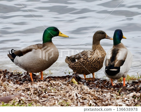 Mallards Resting By Water, Two Male And Female Ducks Sitting Together On Stony Shore In Cloudy Weather 136638978