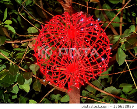 Vivid Red Floral Cluster In Glossy Greenery, Striking Spherical Floral Arrangement Among Shiny Leaf Foliage Vivid Red Floral Cluster In Glossy Greenery, Striking Spherical Floral Arrangement Among Shiny Leaf Foliage 136638989