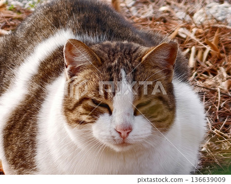 City Cat With Confident Expression, Portrait Of Bold Urban Tabby With Intense Gaze And Textured Fur 136639009