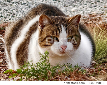 Serene Tabby Snoozing Among Garden Plants, Tranquil Cat Lounging On Stones As Evening Falls Peacefully Serene Tabby Snoozing Among Garden Plants, Tranquil Cat Lounging On Stones As Evening Falls Peacefully 136639010