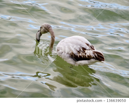 Graceful Bird Tilts Head In Water, Colorful Flamingo Probes Shallow Waters With Curved Beak Gracefully 136639050