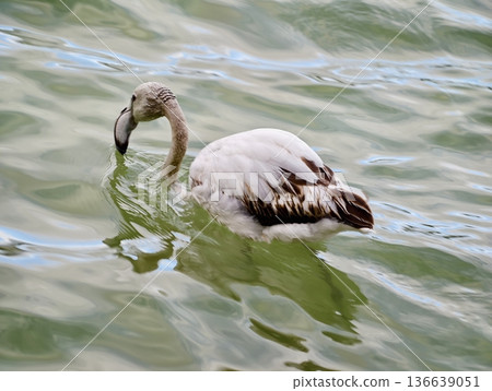 Pink Bird Rests By Shoreline, Elegant Flamingo With Extended Neck In Peaceful Blue Surroundings Pink Bird Rests By Shoreline, Elegant Flamingo With Extended Neck In Peaceful Blue Surroundings 136639051