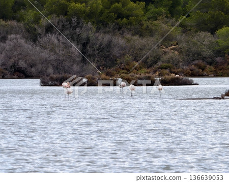 Serene Wetland Scene With Avian Life, Photographer Captures Migratory Birds Amid Tranquil Wetland Setting 136639053