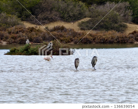 Birds On Island, Scientific Observation Of Heron And Flamingo Interactions In Muted Color Environment Birds On Island, Scientific Observation Of Heron And Flamingo Interactions In Muted Color Environment 136639054