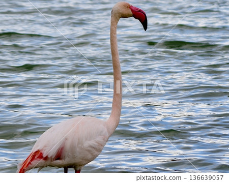 Closeup Of Flamingo Feeding In Habitat, Wildlife Scene Capturing Juvenile Flamingo Feeding Behavior Closeup Of Flamingo Feeding In Habitat, Wildlife Scene Capturing Juvenile Flamingo Feeding Behavior 136639057
