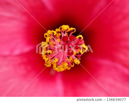 Macro Image Of Vibrant Hibiscus Flower, Detailed Photograph Of Saturated Pink Hibiscus Flower Center 136639077