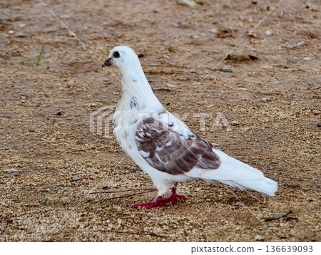 Pigeon On Ground, Urban Scene Featuring Messaging Pigeon With Colorful Patches And Delicate Feathers Pigeon On Ground, Urban Scene Featuring Messaging Pigeon With Colorful Patches And Delicate Feathers 136639093
