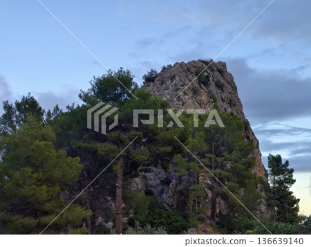 Calm Woodland Under Twilight Light, Tranquil Grove Of Pine Trees Beneath Rocky Cliffs During Evening Calm Woodland Under Twilight Light, Tranquil Grove Of Pine Trees Beneath Rocky Cliffs During Evening 136639140
