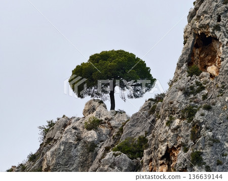 Cliffside Rocky Ledge Hosts Lone Pine Shadow, Solitary Pine Stands Sharply On Rugged Cliff Edge Silhouette 136639144