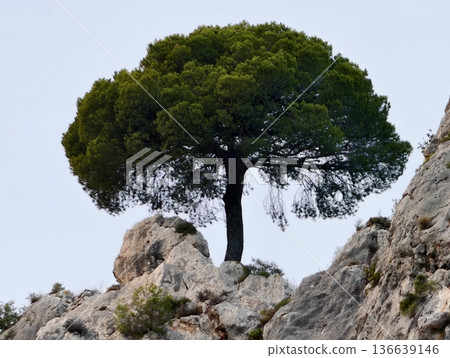 Textured Pine Needles And Rugged Trunk, Vibrant Green Foliage Highlights Moss And Lichen Textures Textured Pine Needles And Rugged Trunk, Vibrant Green Foliage Highlights Moss And Lichen Textures 136639146