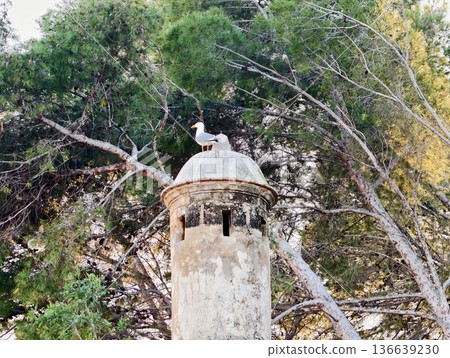 Serene Woodland Lookout, Mosscovered Tower With Perched Pigeon Amidst Tranquil Pine Canopy Scene Serene Woodland Lookout, Mosscovered Tower With Perched Pigeon Amidst Tranquil Pine Canopy Scene 136639230