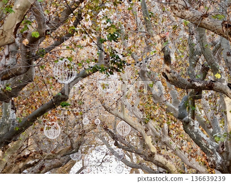 Enchanting Corridor Of Arched Trees Illuminated Softly By Natural Light And Festive Ornaments 136639239