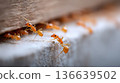 Close-up view of orange ants crawling along a wooden surface, showcasing their detailed features and behavior in a natural setting 136639502