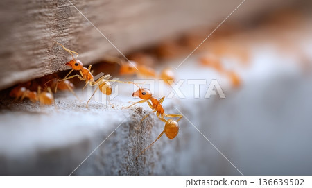 Close-up view of orange ants crawling along a wooden surface, showcasing their detailed features and behavior in a natural setting 136639502