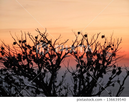 Silhouetted Tree With Migrating Birds, Calm Horizon Featuring Silhouetted Tree And Migrating Birds Scene 136639540