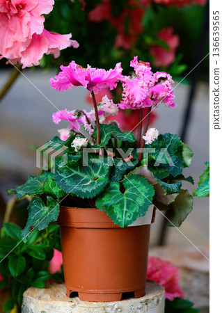 Beautiful pink ruffled cyclamen flowers bloom in a brown pot creating a vibrant spring floral background for garden and nature design with green leaves Beautiful pink ruffled cyclamen flowers bloom in a brown pot creating a vibrant spring floral background for garden and nature design with green leaves 136639565