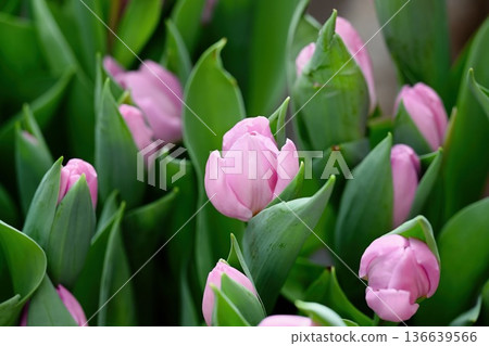 Vibrant pink candy prince tulip buds bloom among lush green leaves in a spring garden creating a beautiful natural background for floral design Vibrant pink candy prince tulip buds bloom among lush green leaves in a spring garden creating a beautiful natural background for floral design 136639566
