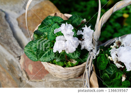 White double cyclamen pom pom flowers in wicker basket spring bloom freshness renewal and elegant floral decor with soft natural background White double cyclamen pom pom flowers in wicker basket spring bloom freshness renewal and elegant floral decor with soft natural background 136639567