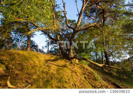 Landscape with sunset on the Veluwe 136639633