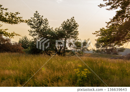 Landscape with sunset on the Veluwe 136639643