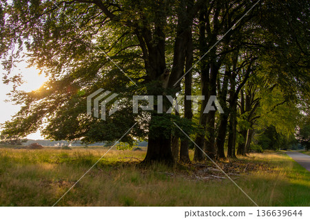 Landscape with sunset on the Veluwe Landscape with sunset on the Veluwe 136639644