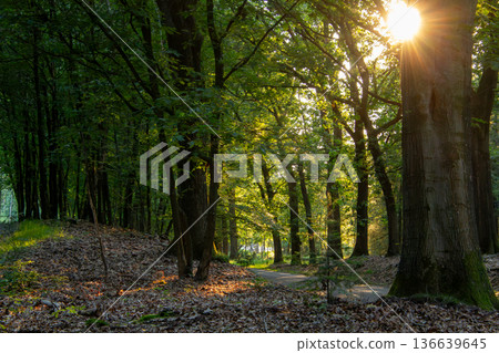 Landscape with sunset on the Veluwe Landscape with sunset on the Veluwe 136639645