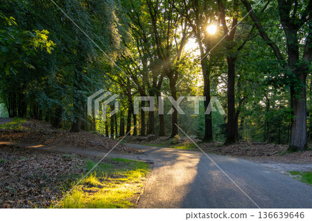 Landscape with sunset on the Veluwe 136639646