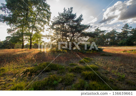 Landscape with sunset on the Veluwe Landscape with sunset on the Veluwe 136639661