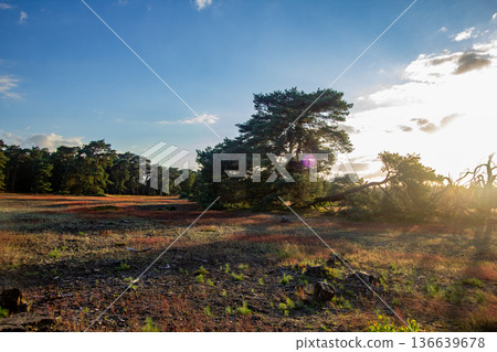 Landscape with sunset on the Veluwe 136639678