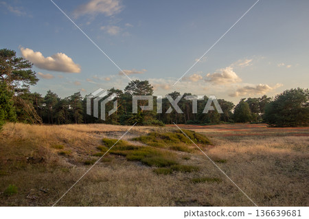 Landscape with sunset on the Veluwe Landscape with sunset on the Veluwe 136639681