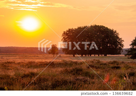 Landscape with sunset on the Veluwe Landscape with sunset on the Veluwe 136639682