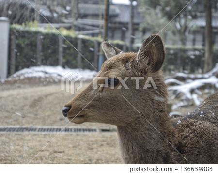 一隻可愛的小鹿靜靜地站在漫天飛雪中。 一隻可愛的小鹿靜靜地站在漫天飛雪中。 136639883
