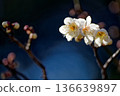 白梅花 136639897