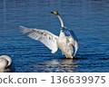 天鵝展翅 136639975