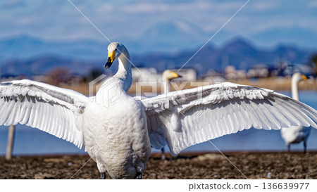 Adult whooper swan spreading its wings Adult whooper swan spreading its wings 136639977