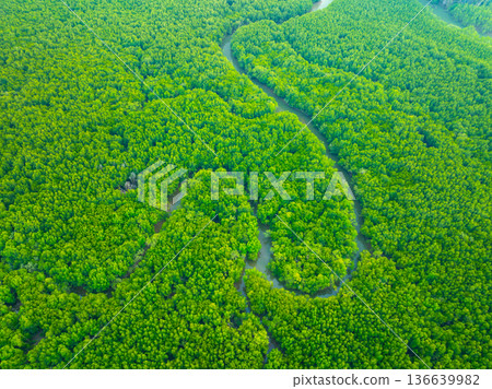 Aerial top view mangrove forest in krabi thailand Aerial top view mangrove forest in krabi thailand 136639982
