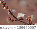 梅花告訴春天的到來 136640007
