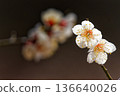 白梅花 136640026