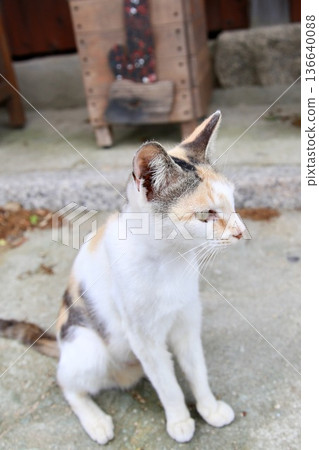 Cat  136640088