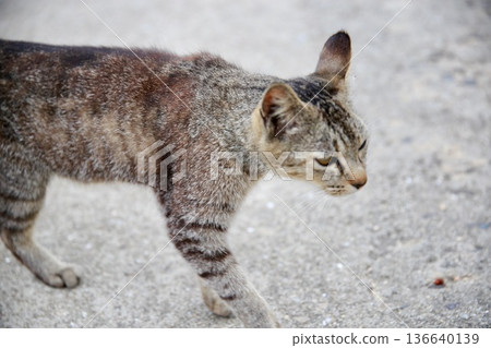 Cat Cat 136640139
