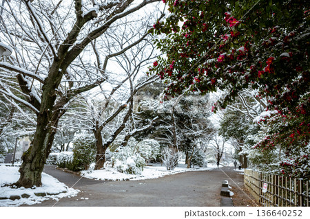 飛鳥山公園的雪景 飛鳥山公園的雪景 136640252